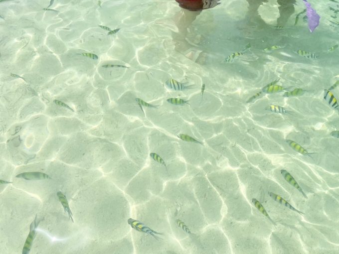 浅瀬にもこんなにたくさんのお魚さんが