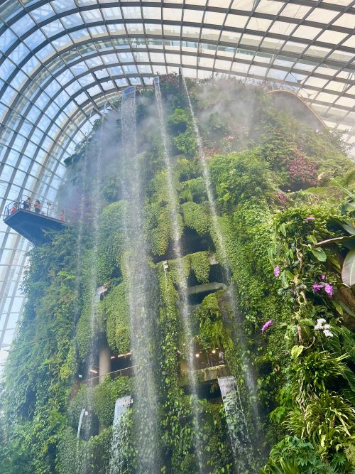 クラウドフォレストの高さ20mの滝と巨大な樹木