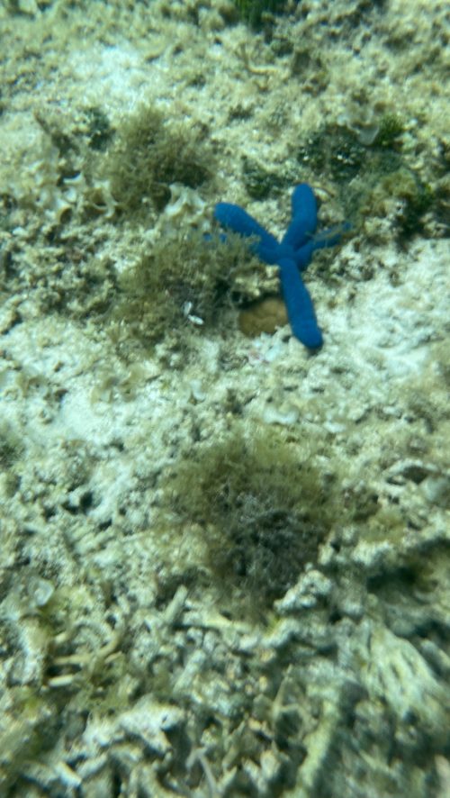 色鮮やかな生き物にたくさん出会えました