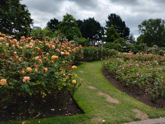 6月でちょうどバラが見ごろでした