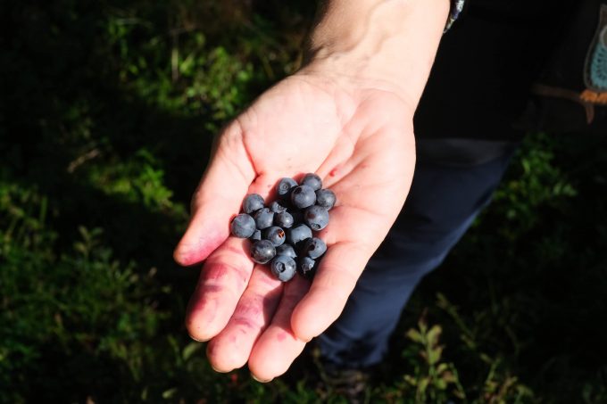 ブルーベリー