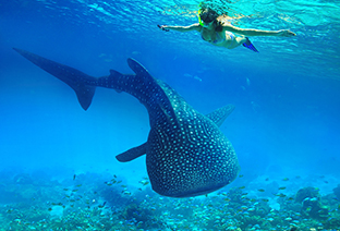 ジンベエザメ シュノーケリング