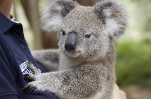 オーストラリア　コアラ