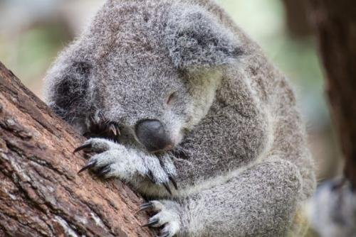 ケアンズ　コアラ