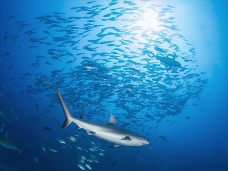 フィジー シャークダイブ