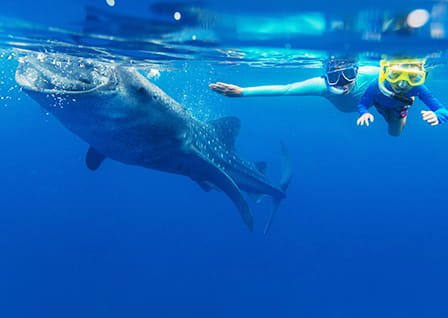 学旅限定特典付き！セブ島ツアー